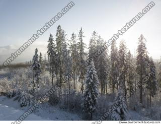 Photo Textures of Background Forest